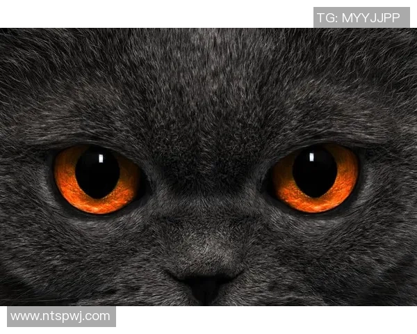 德国足球明星男士头像展现魅力与风采的完美结合